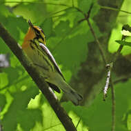 Image of Blackburnian Warbler