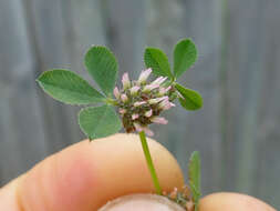 Image de Trifolium glomeratum L.