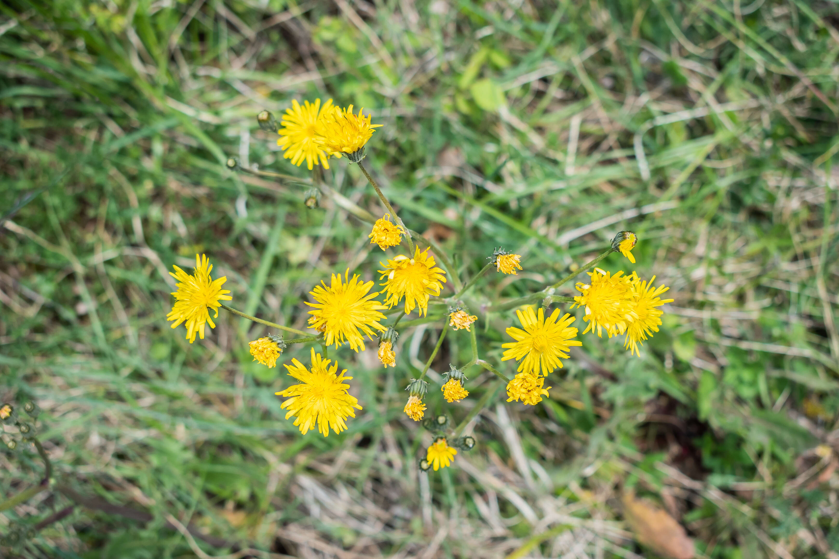 Plancia ëd Crepis vesicaria subsp. taraxacifolia (Thuill.) Thell.