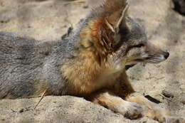 Image of Desert Fox