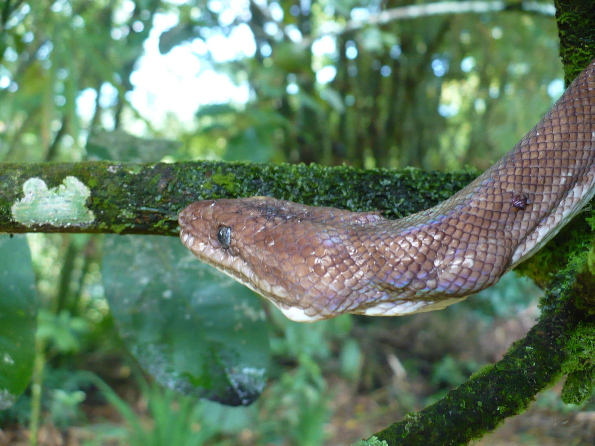 Image of Brown Rainbow Boa