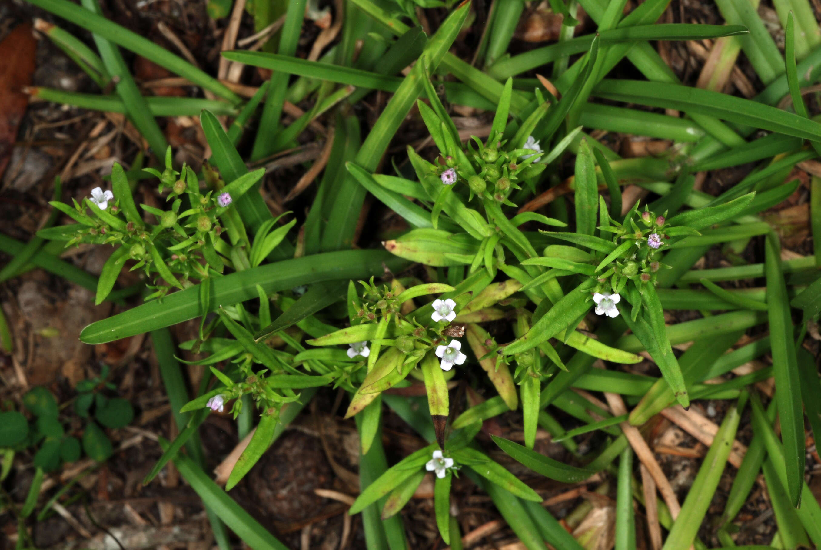 Image of longleaf summer bluet