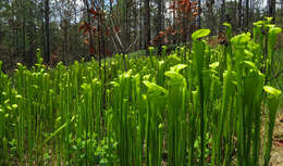 Image of pitcher plants