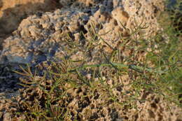 Image of Asparagus horridus L.