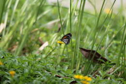 Plancia ëd Danaus (Anosia) melanippus Cramer 1777