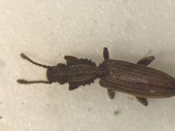 Image of Merchant Grain Beetle