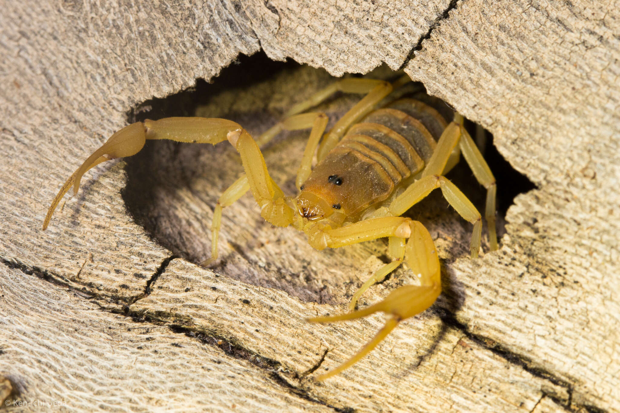 Image of Arizona Bark Scorpion