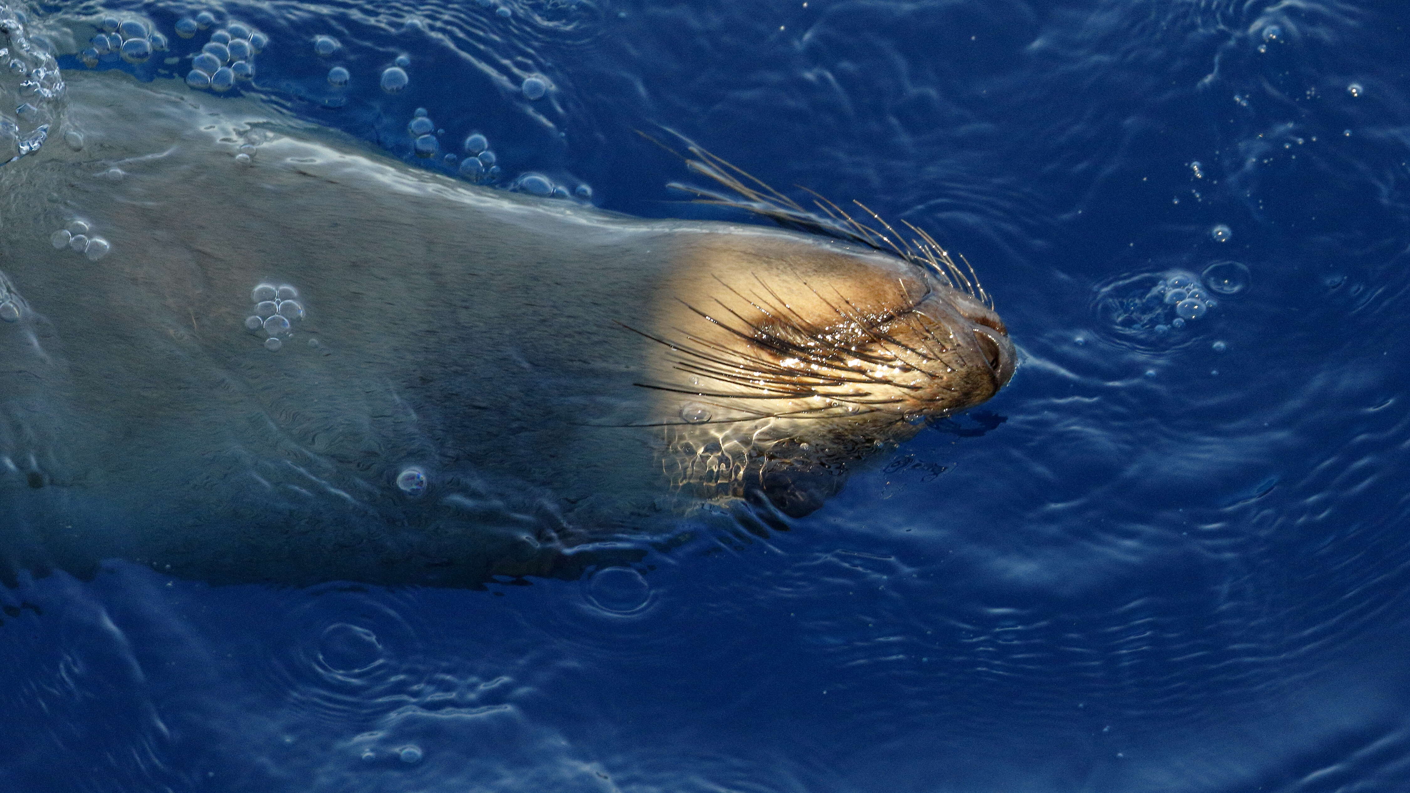 Image of Afro-Australian Fur Seal