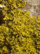 Image of lemon lichen