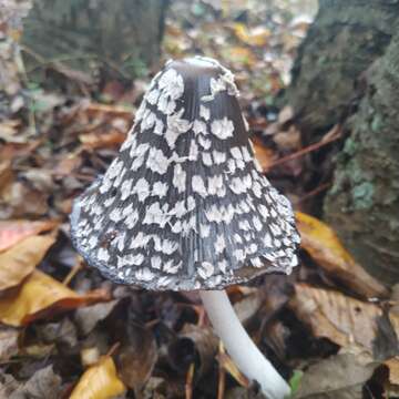 Imagem de Coprinopsis picacea (Bull.) Redhead, Vilgalys & Moncalvo 2001