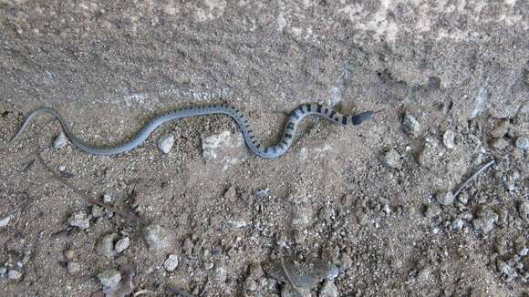 Image of Plumbeous or Reticulated Centipede Eater