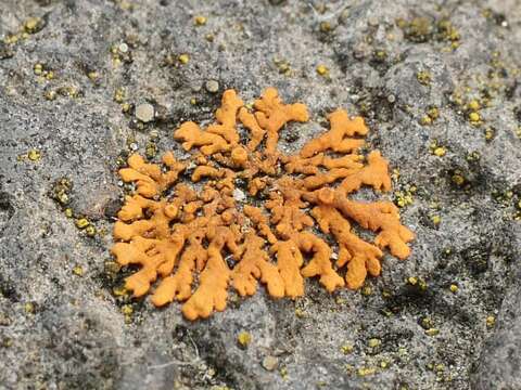 Image of elegant orange wall lichen