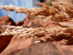 Image de Poa fendleriana (Steud.) Vasey