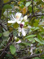 Image de Capparis zeylanica L.