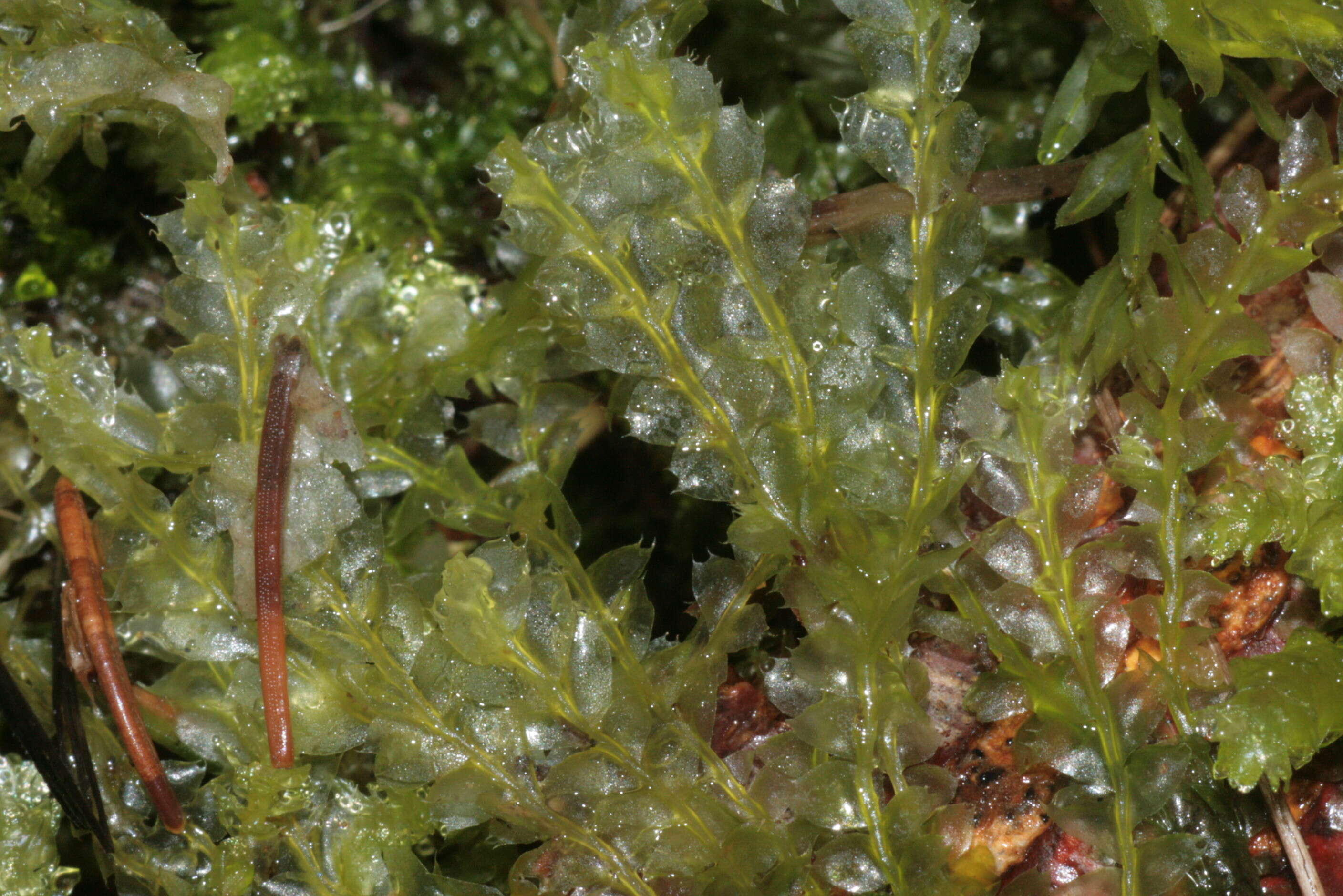 Image of Bifid Crestwort