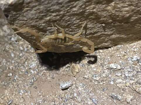 Image of Arizona Bark Scorpion