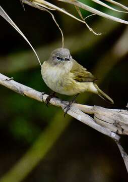 Image of Common Chiffchaff