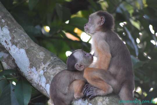 Image of Spix's white-fronted capuchin