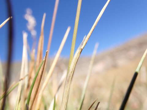 Image of Tufted Hair-grass