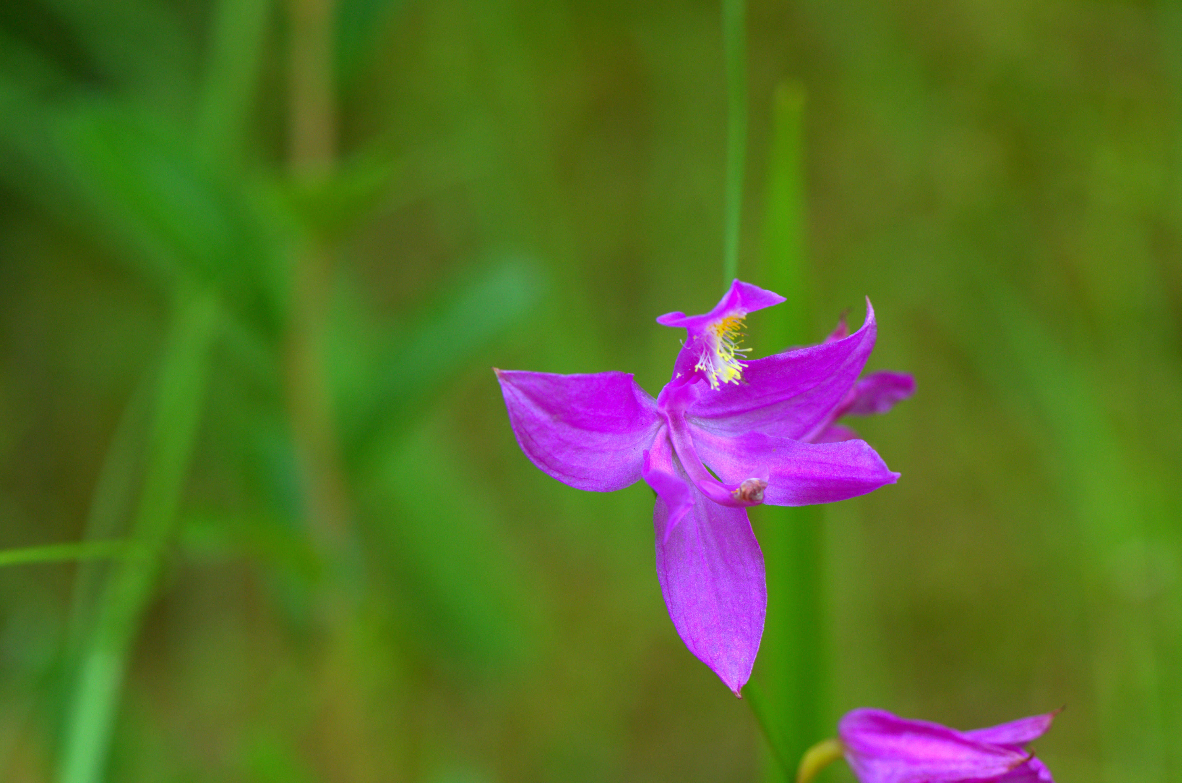 Image of tuberous grasspink