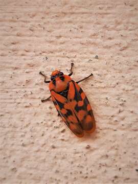 Image of froghoppers