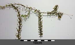 Image of western waterweed