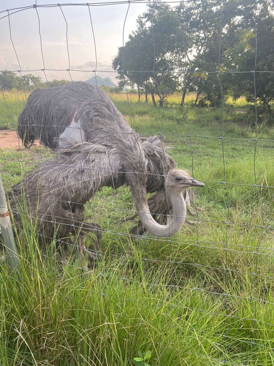 Image of ostriches