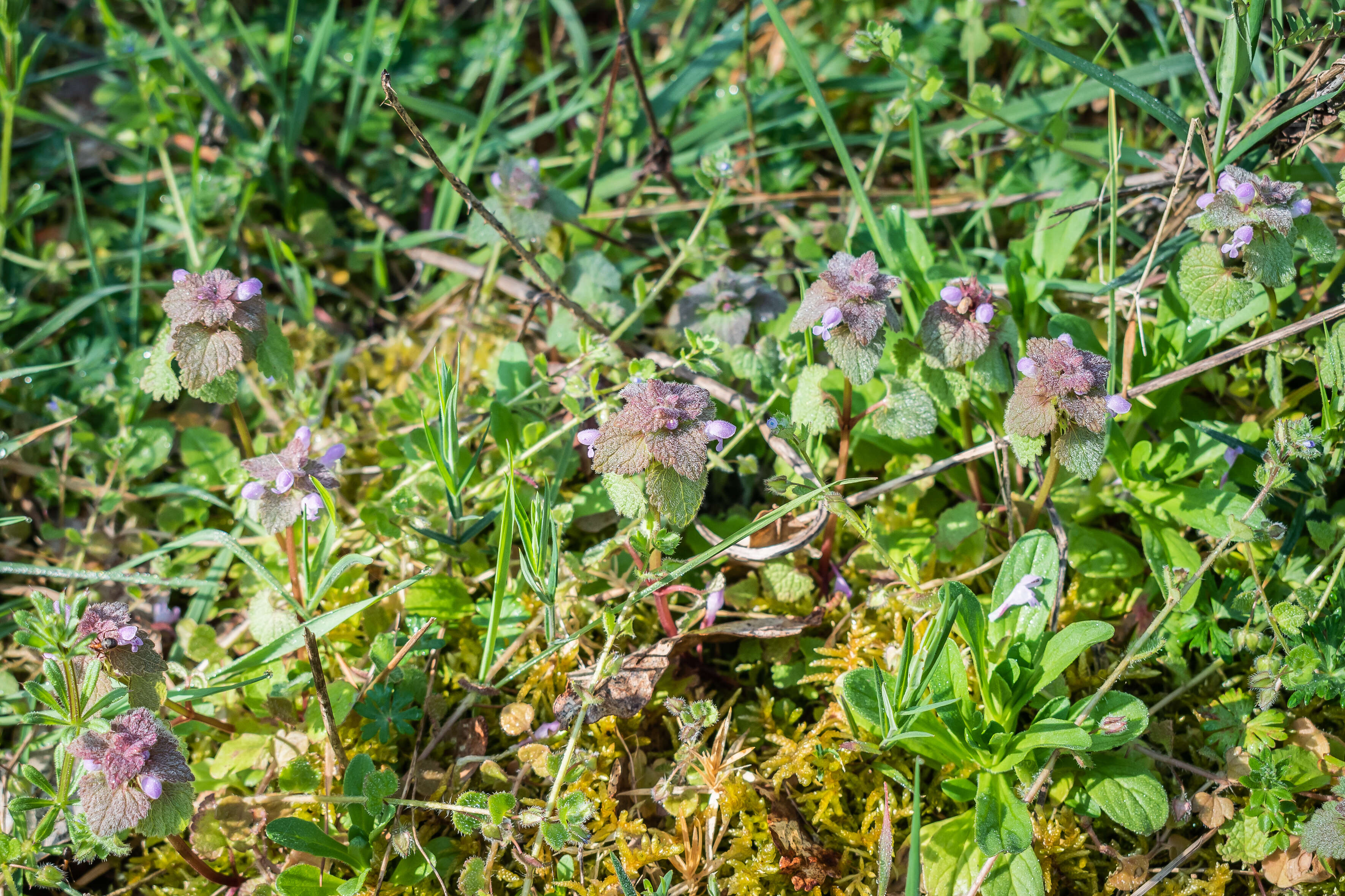 Image of purple archangel