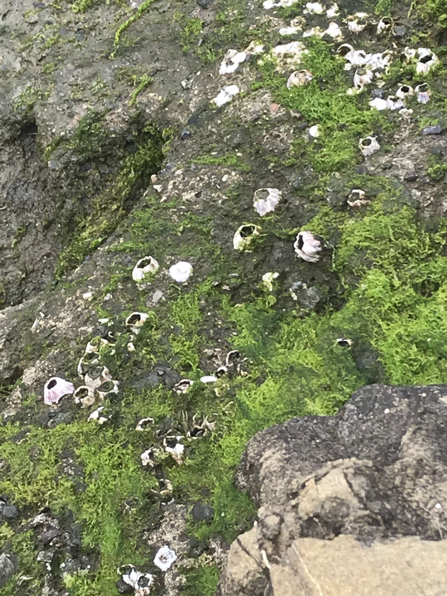 Image of Striped barnacle