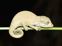 Image of Black-headed Dwarf Chameleon