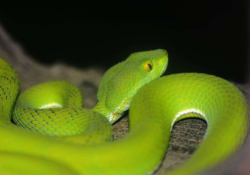 Image of Cardamom Mountains Green Pitviper