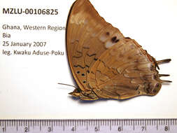 Image of Demon Charaxes