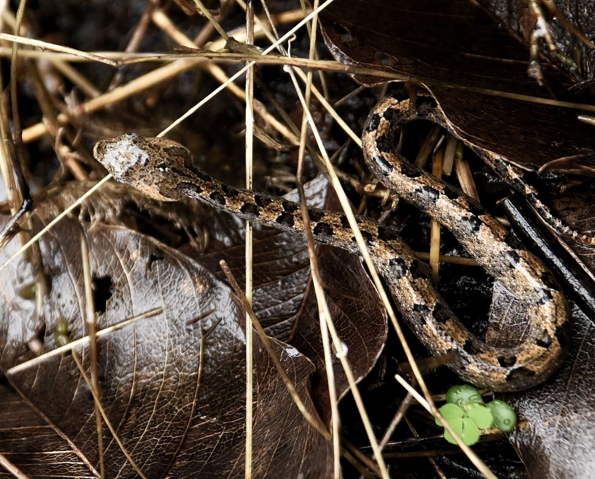 Image of Hump-nosed pit viper