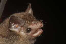 Image of Thomas's Sac-winged Bat