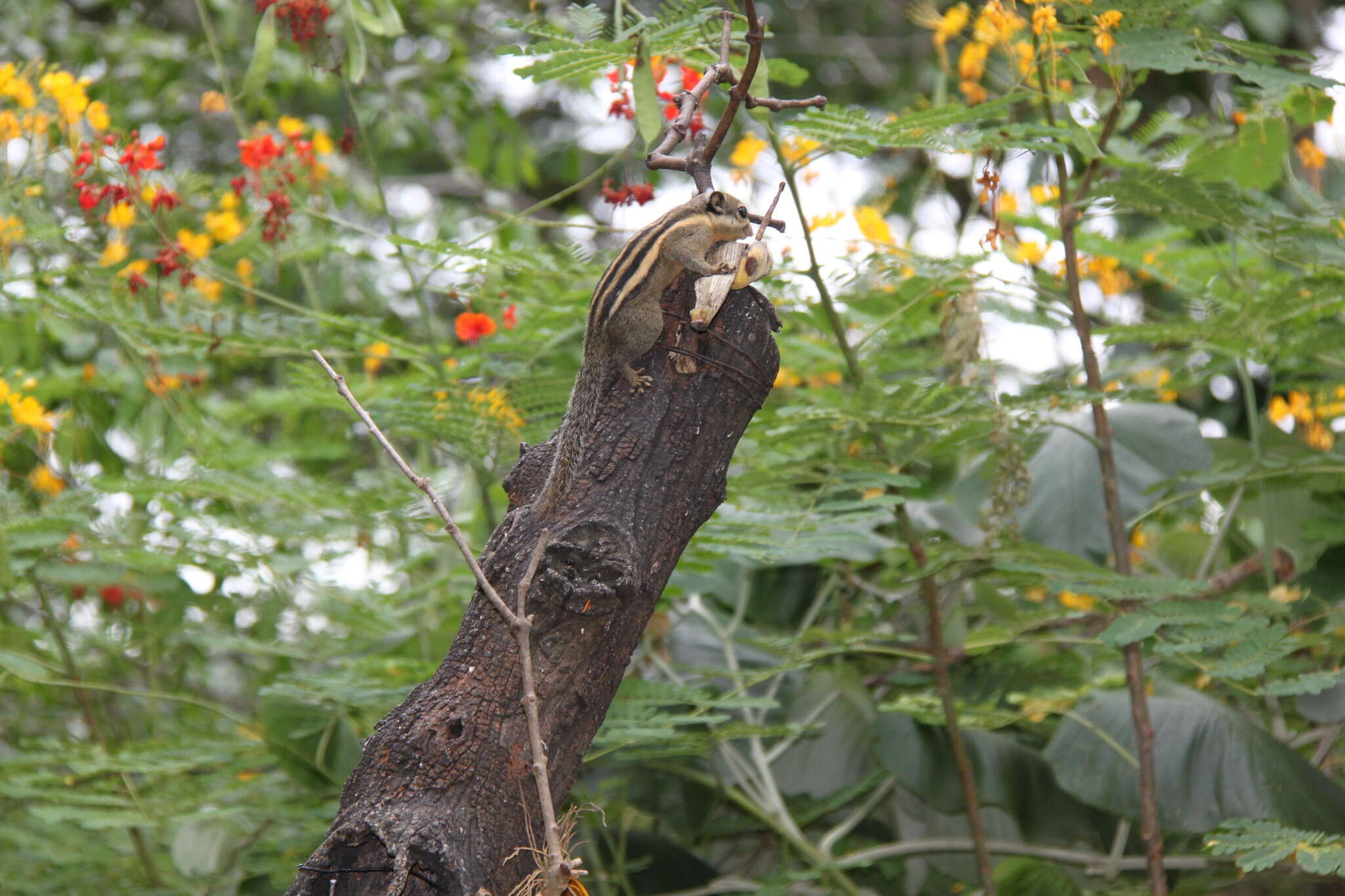 Image of Himalayan Striped Squirrel
