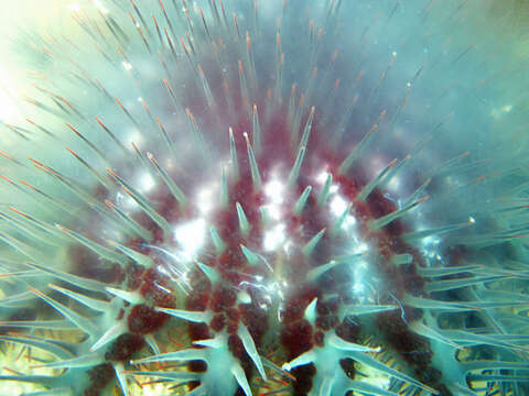 Image of crown of thorns starfish