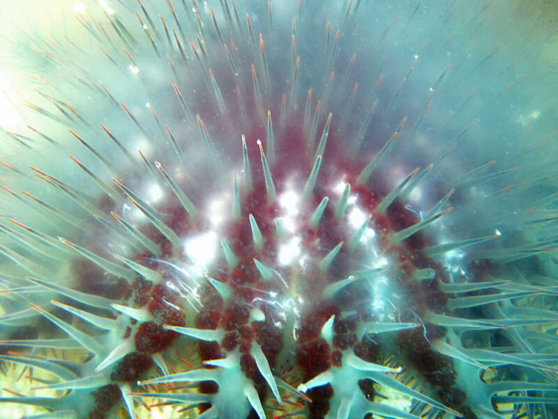 Image of crown of thorns starfishes