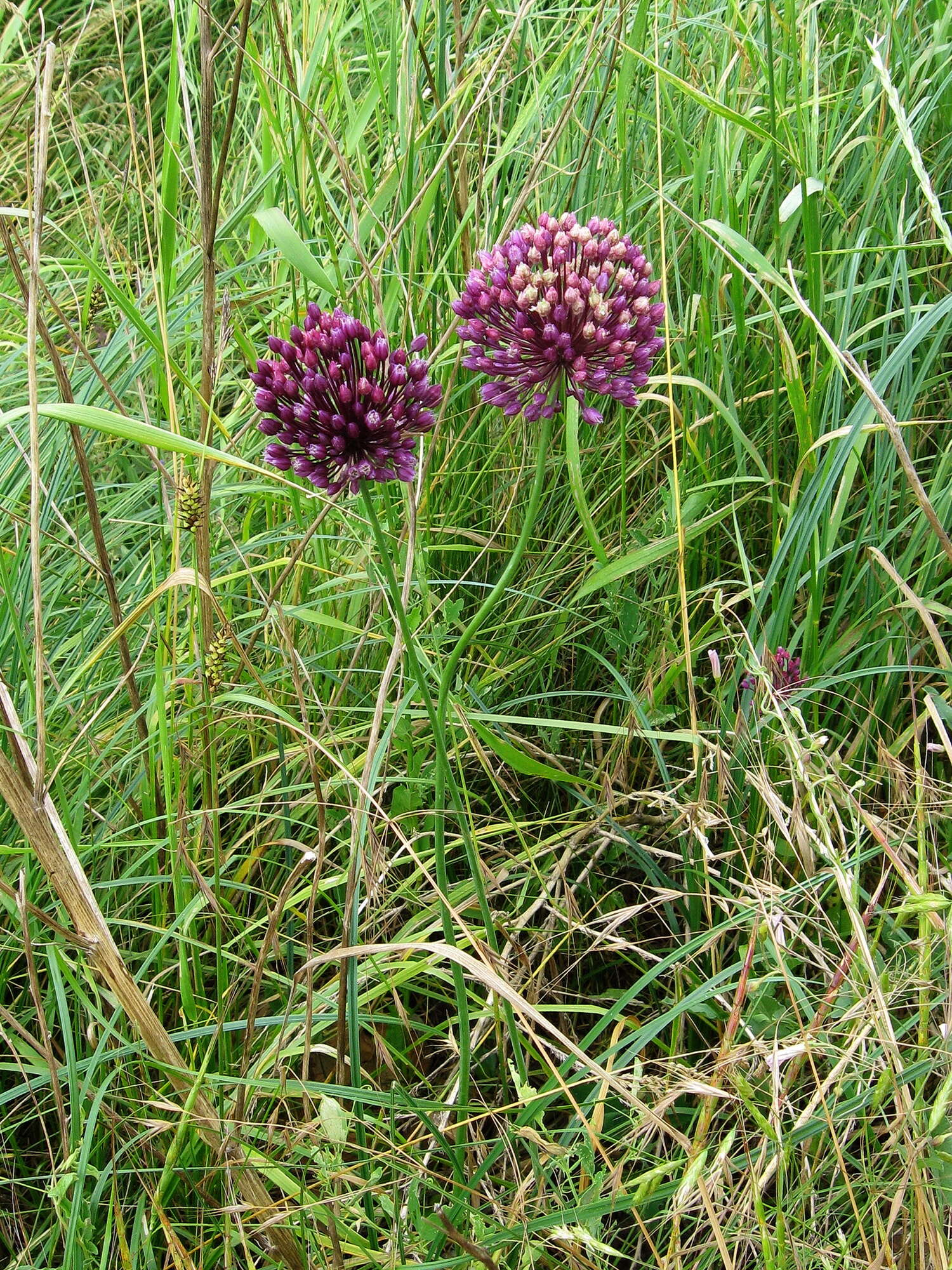 Image of sand leek