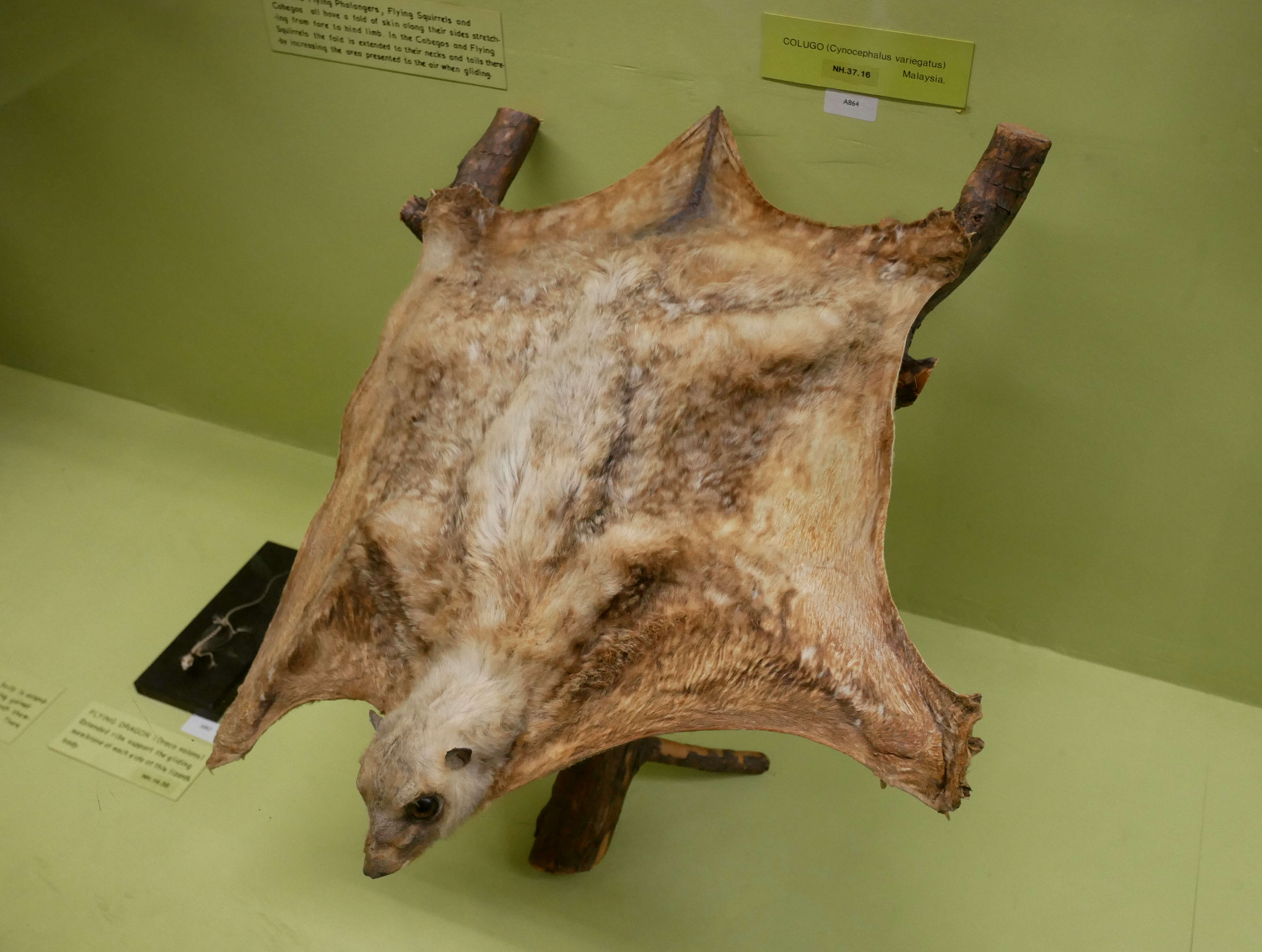 Image of Malayan Flying Lemurs