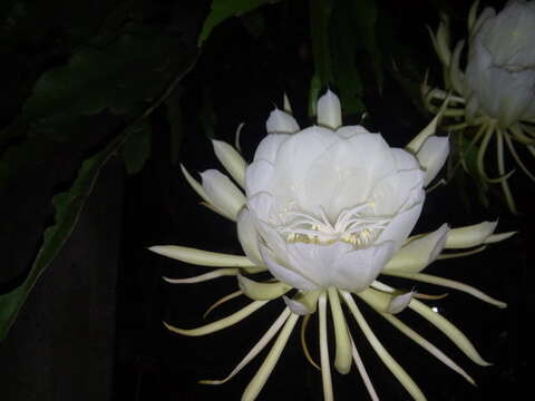 Image of Dutchman's Pipe Cactus