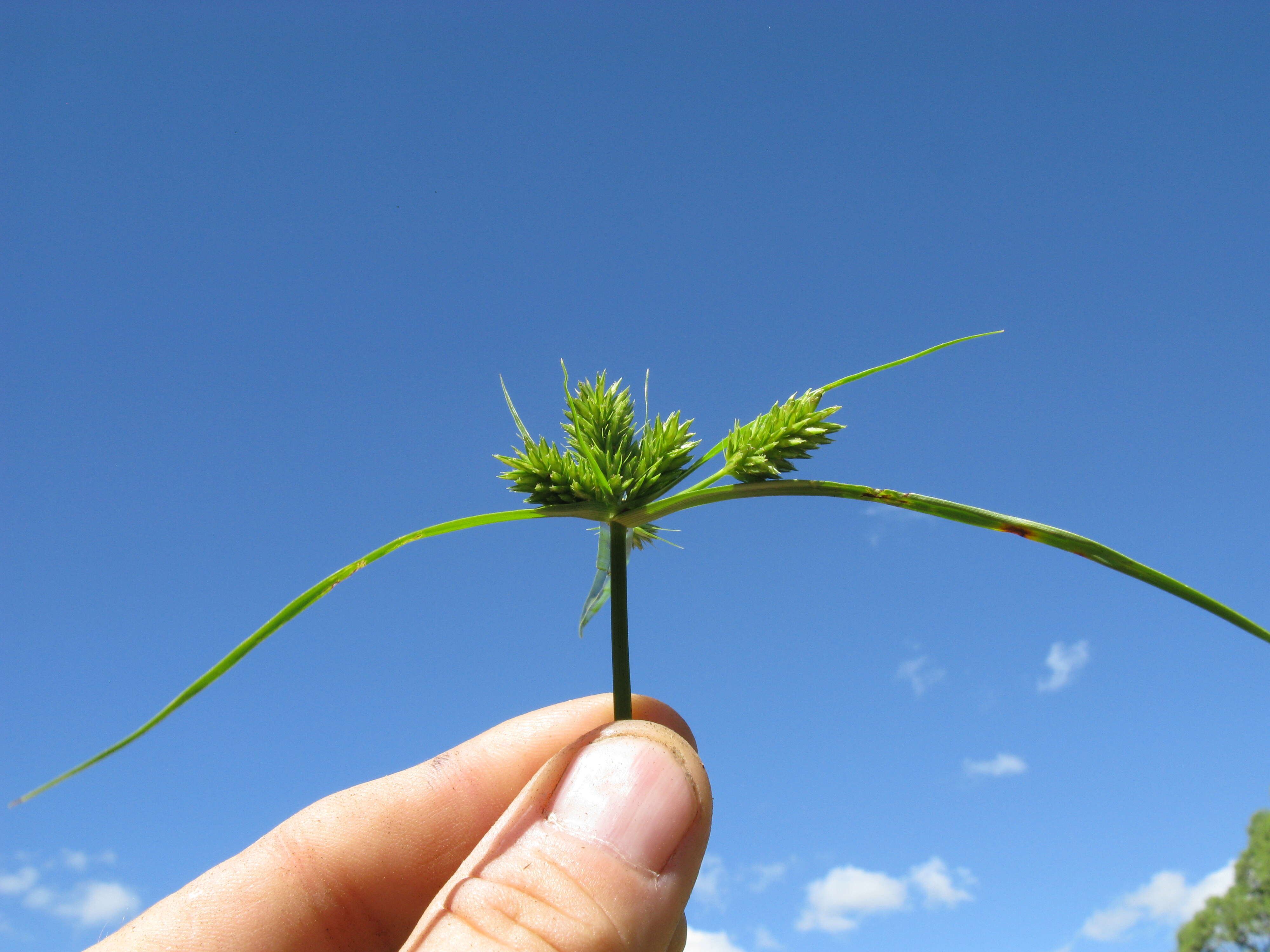 Слика од Cyperus aggregatus (Willd.) Endl.