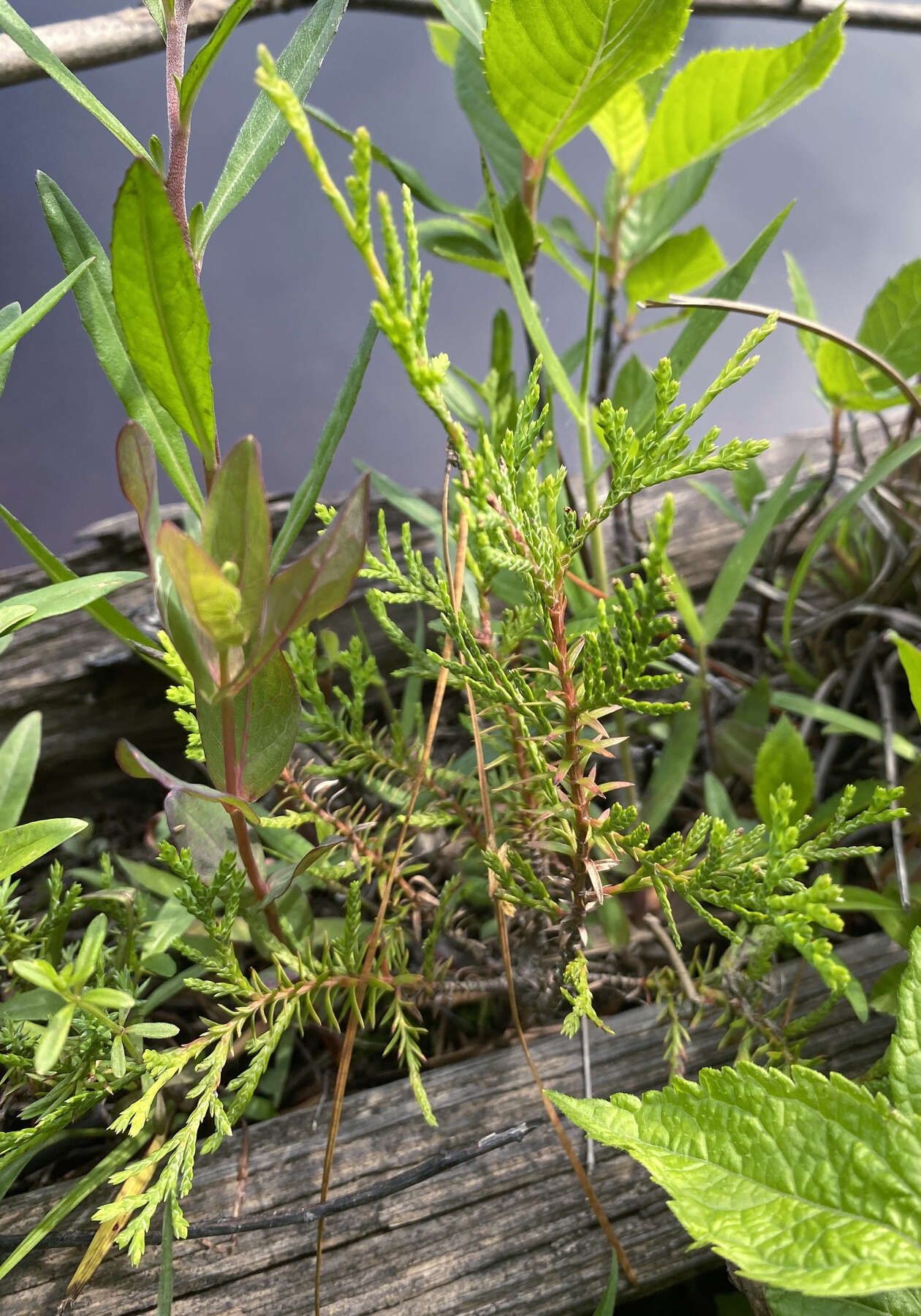 Image of Atlantic White Cedar