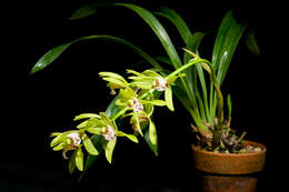 Image of Tiger-striped Cymbidium