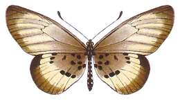 Image of Acraea peneleos Ward 1871