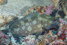 Image of Speckled-fin Rockcod