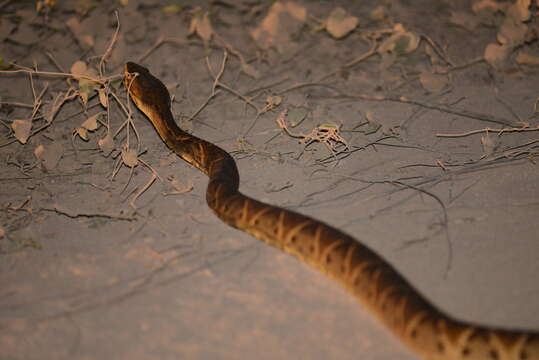 Image of Brazilian Lancehead