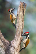 Image of Black-rumped Flameback