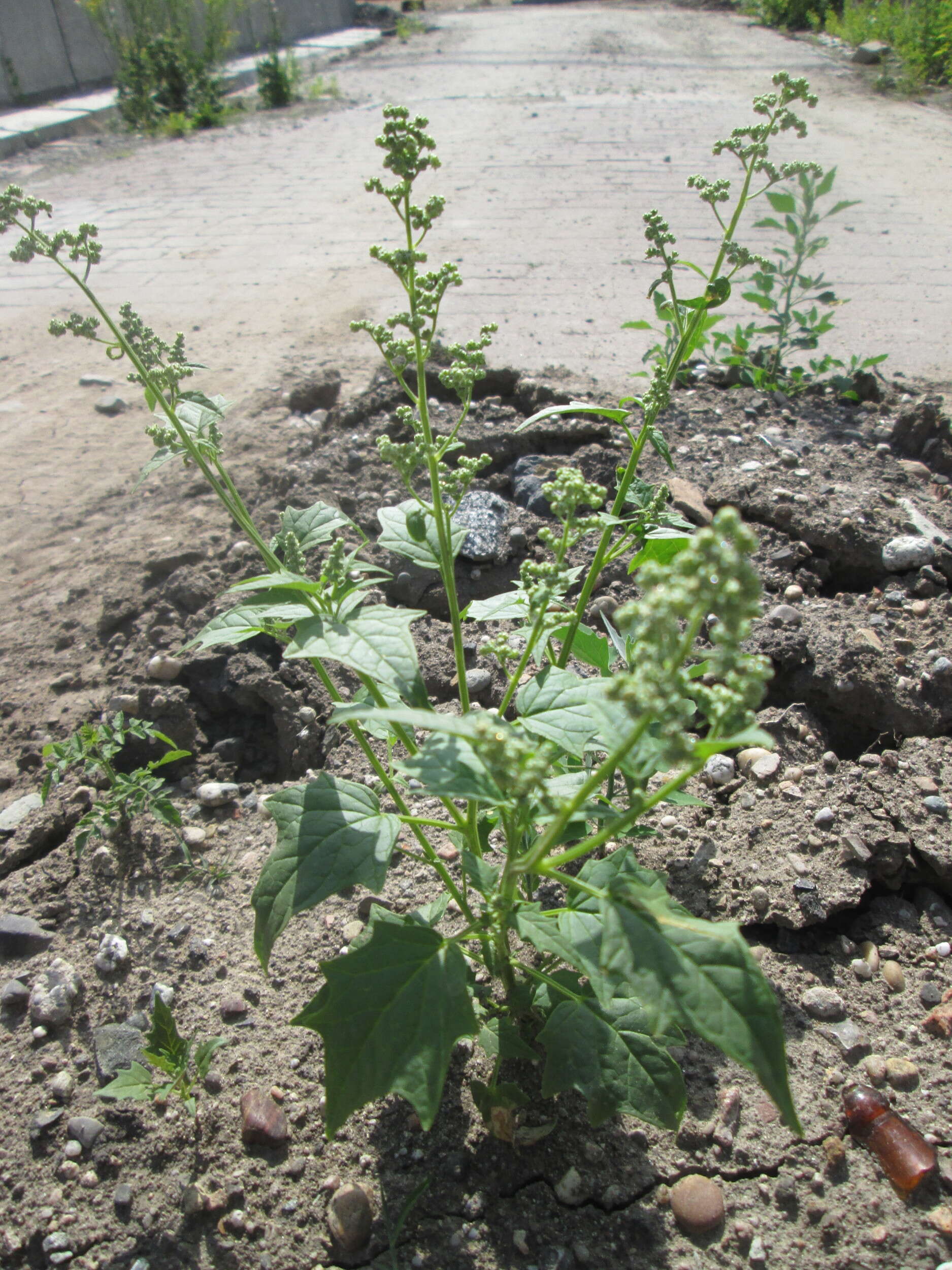 Image de Chenopodiastrum hybridum (L.) S. Fuentes, Uotila & Borsch