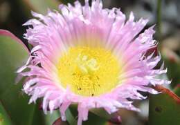 Image of Carpobrotus mellei (L. Bol.) L. Bol.