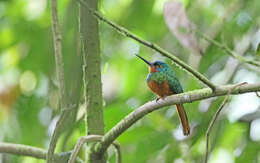 Image of Coppery-chested Jacamar